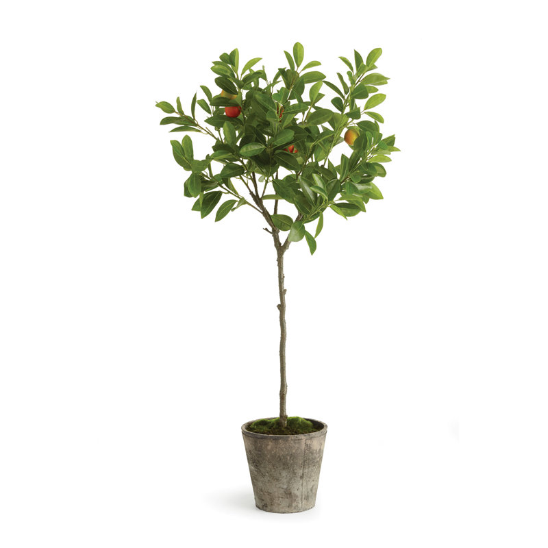 Oranger en pot 41 po