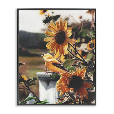 «Canary Bird & Sunflowers», art de la giclée encadrée par Kevin Daniel