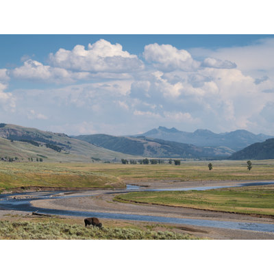 Azile " Lamar Valley Bison Crop " by Alan Majchrowicz