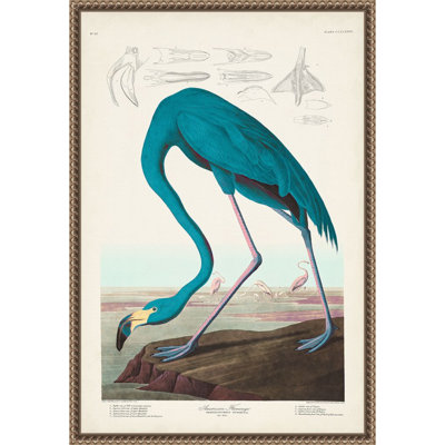American Flamingo I by John James Audubon Framed Canvas Wall Art Print
