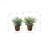 Mcclain 12.5'' Faux Eucalyptus Plant in Cement Pot-528315747