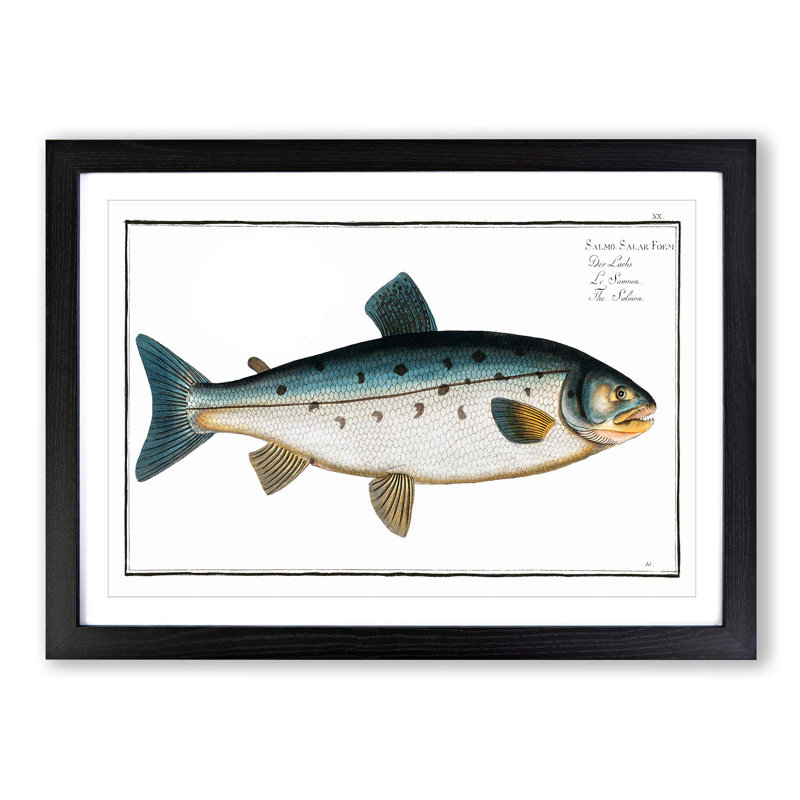 Salmon Fish by M.E. Bloch - Framed Print, 50cm H x 76cm W x 2cm D, Black