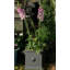 Galghard Handmade Pot Planter-26235875