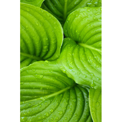 «Hosta Leaves» - Photographie sur toile tendue