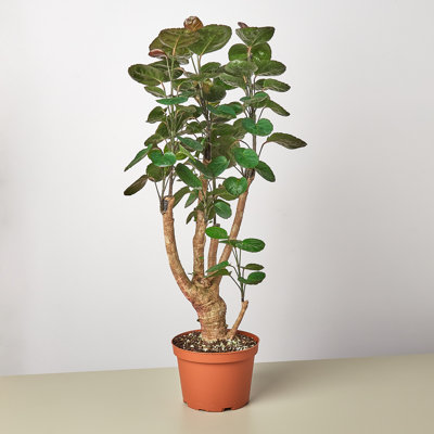 House Plant Shop Live Foliage Plant