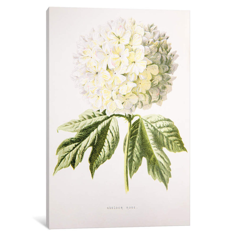 Guelder Rose 1 Piece Wrapped Canvas Wall Art, 101.6 cm H x 66.04 cm W x 1.91 cm D