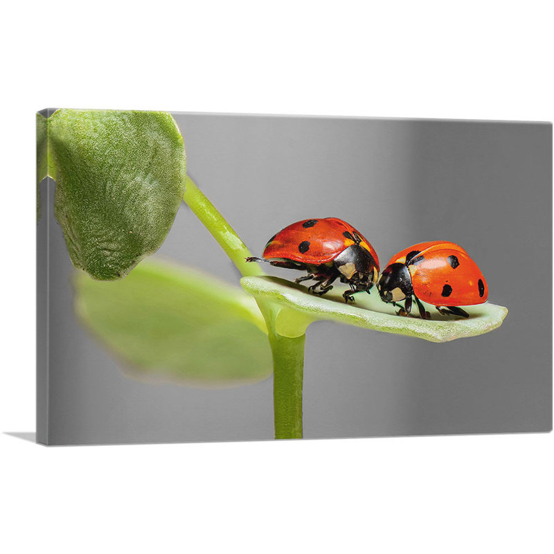 «Two Ladybugs Bugs on a Leaf», reproduction de photo sur toile tendue, H 12 po x l 18 po x 1,5 po