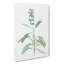 Sage Flowers by Pierre-Joseph Redoute - Wrapped Canvas-55323240
