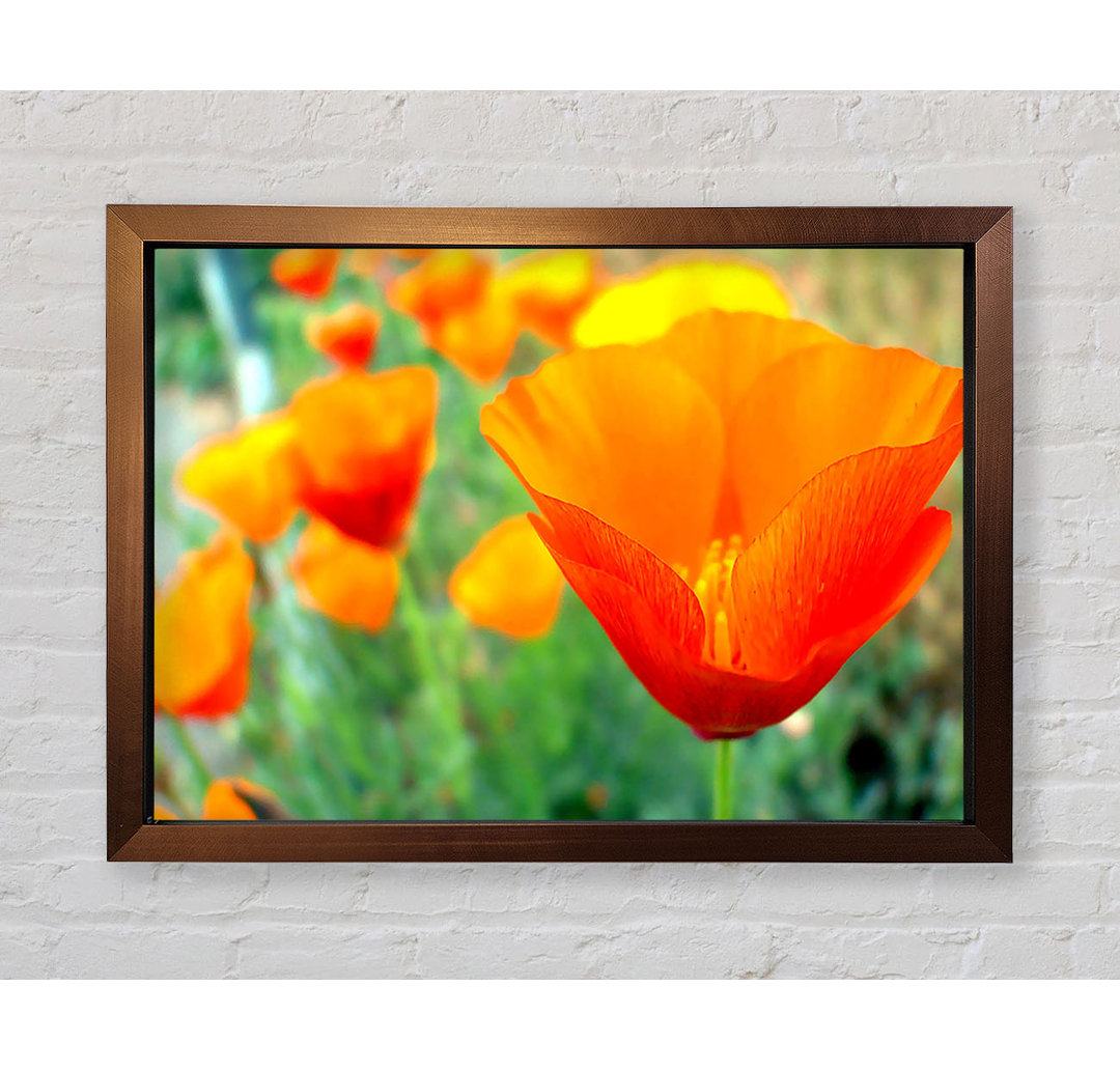 California Poppies Orange - Einzelne Bilderrahmen Kunstdrucke