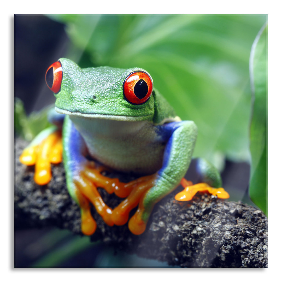 Ungerahmtes Foto auf Glas "Rotaugiger Laubfrosch am Zweig"