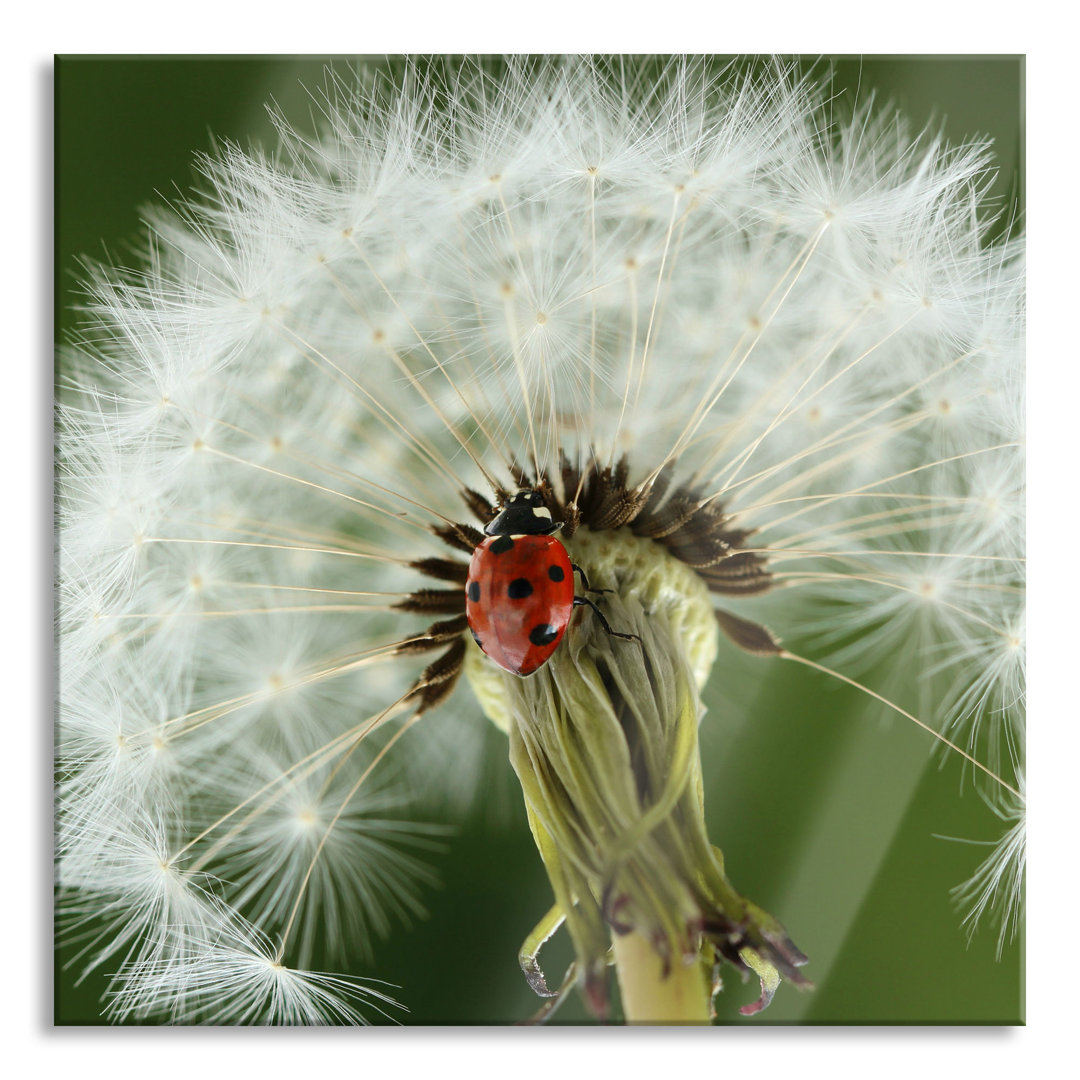 Ungerahmtes Foto auf Glas "Ladybird on Dandelion"