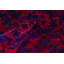 Hand-Knotted High-Quality Blue and Red Area Rug