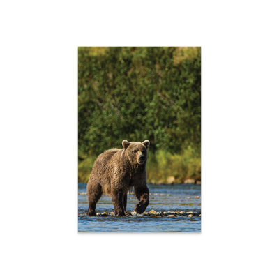 " Grizzly Or Brown Bear (Ursus Arctos), Moraine Creek (River), Katmai NP And Reserve, Alaska " by Michael DeFreitas