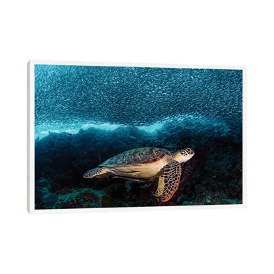 Turtle And Sardines by Henry Jager - Print on Canvas
