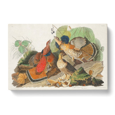 Ruffled Grouse Birds by John Audubon - Wrapped Canvas