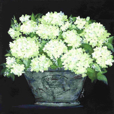" Snowball Hydrangea Pail "