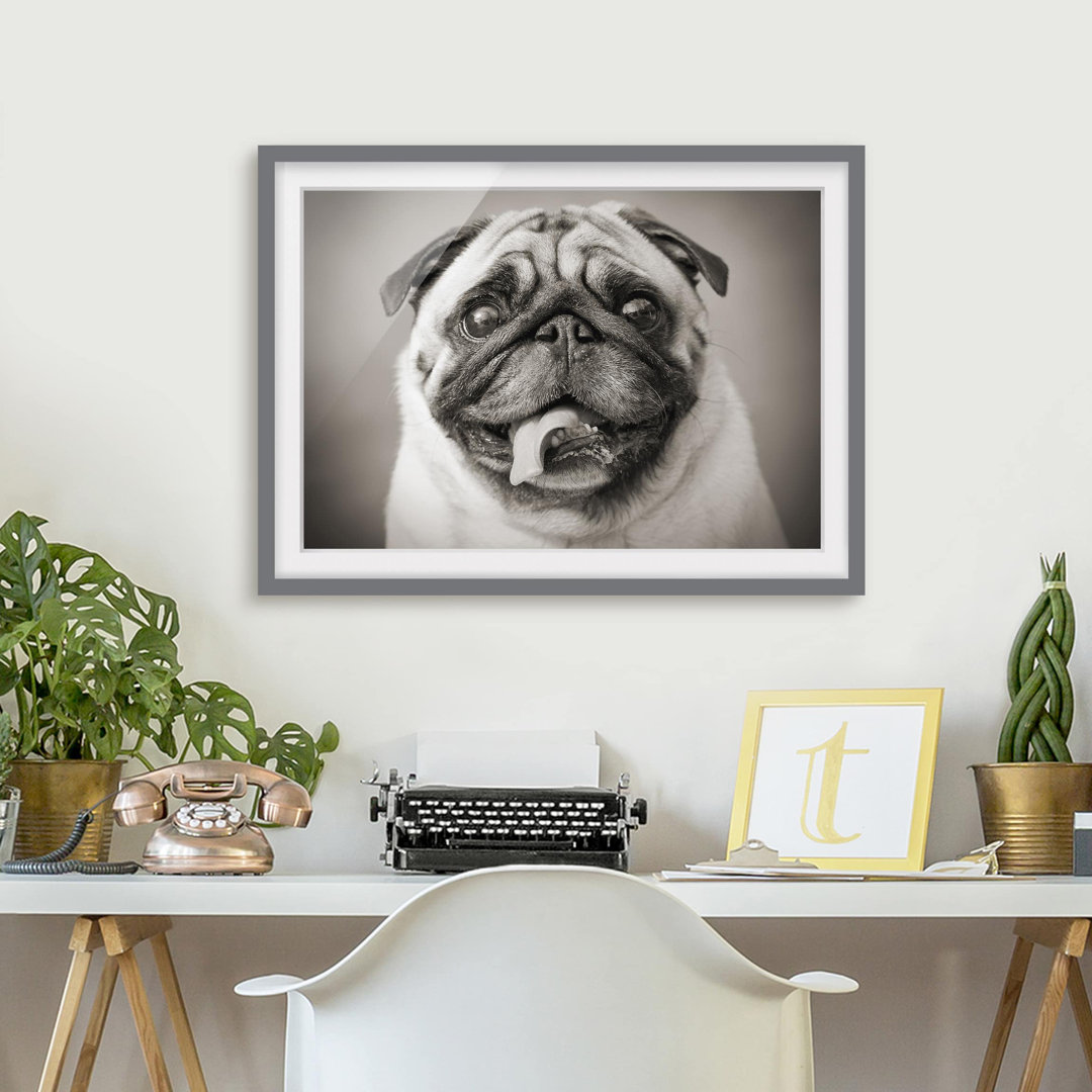 Gerahmtes Poster Funny Pug