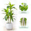 Anjely Faux Agave Plant-751907952