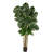 Tree in Pot Liner