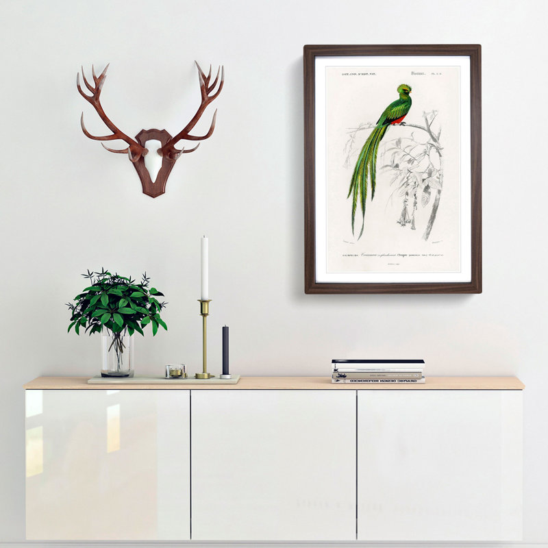 Pavonine Quetzal Bird by Charles dOrbigny - Framed Print, 48cm H x 36cm W x 2cm D, Walnut Framed