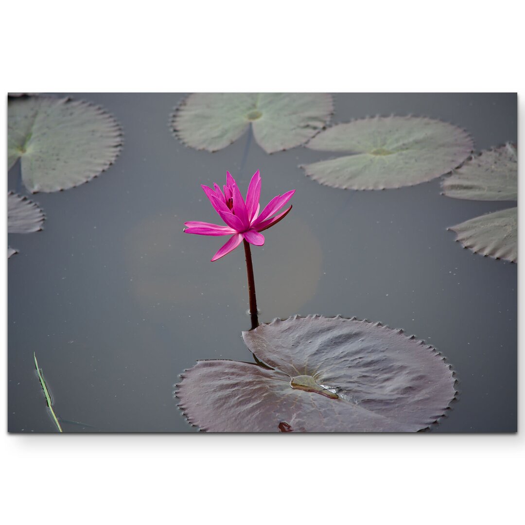 Leinwandbild Rote Lotusblume auf dem Fluss