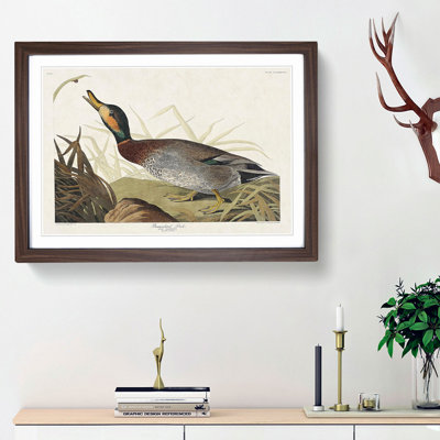 Bemaculated Duck by John Audubon - Framed Print
