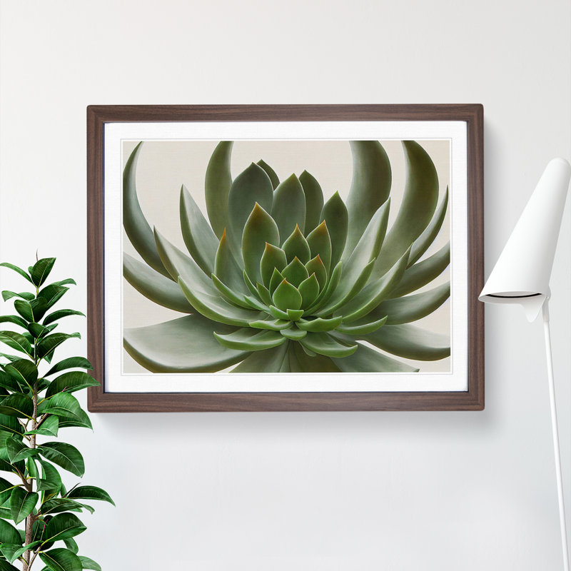Luscious Succulent Plant - Single Picture Frame Print, 46cm H x 64cm W x 2cm D, Walnut