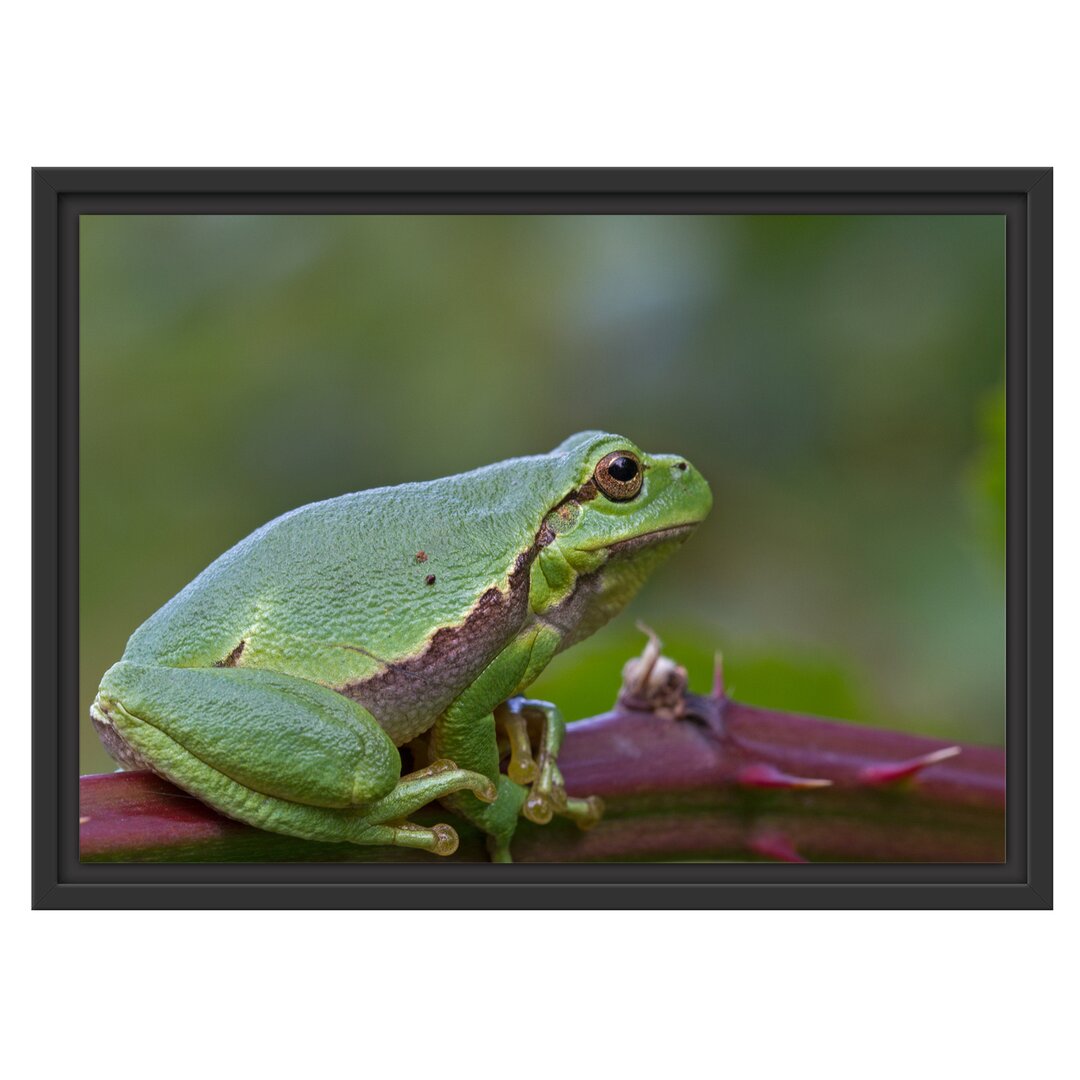 Gerahmtes Wandbild kleiner Frosch auf Dornenast