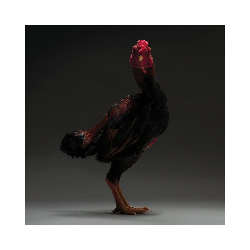 Japanese Shamo by CHICken - Wrapped Canvas Print, 45.72 cm H x 45.72 cm W x 3.175 cm D