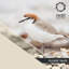Ensemble de draps en microfibre oriole-14955051-128734663