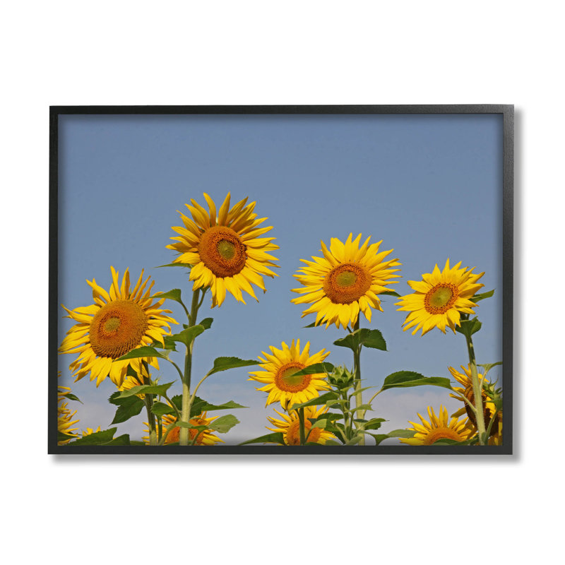 Art de la giclée sur le champ de tournesol par Lil 'Rue, Giclée encadrée noir minuit, H 11 po x l 14 po x P 1,5 po