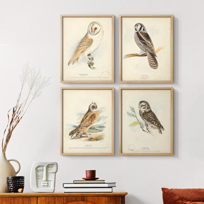 Barn Owl Framed Print - Set of 4
