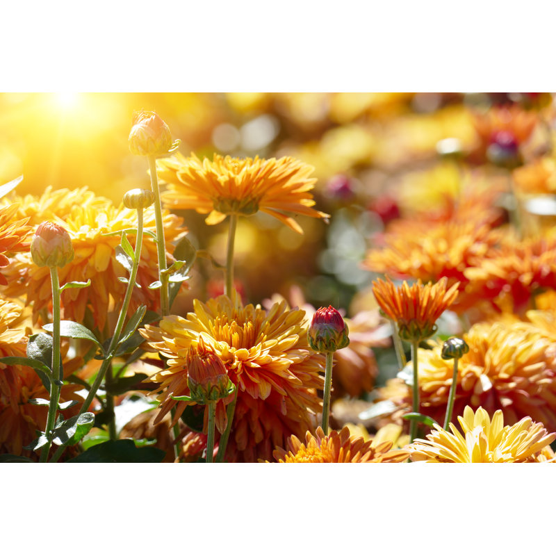Orange Chrysanthemum Flowers, 30cm H x 46cm W