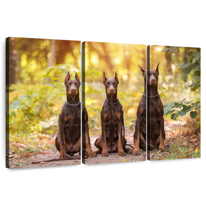 Brampt Doberman Pinschers, 20" H x 33" W