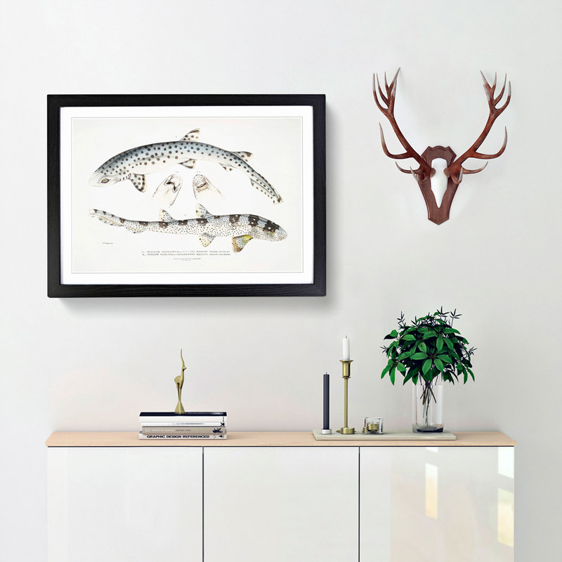 Bearded Sharks by John Edward Gray - Single Picture Frame Print, Black Framed, 33cm H x 45cm W x 2cm D