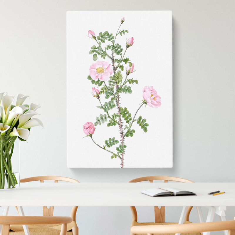 Pink Scotch Briar In Pink by Pierre-Joseph Redoute - Wrapped Canvas Painting, 76cm H x 50cm W x 3cm D