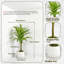 Maïs artificiel 4,3 pi Dracaena Fragrans en pot décoratif en céramique blanche-571941256-571941257