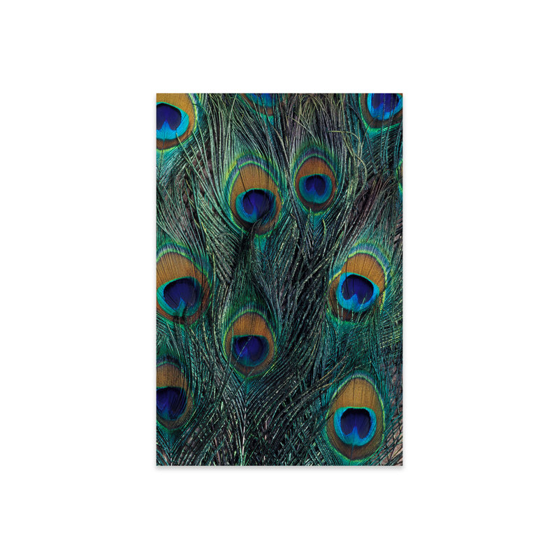 «Brookview Peacock Feathers In Zoom On Plastique / Acrylique» par Darrell Gulin