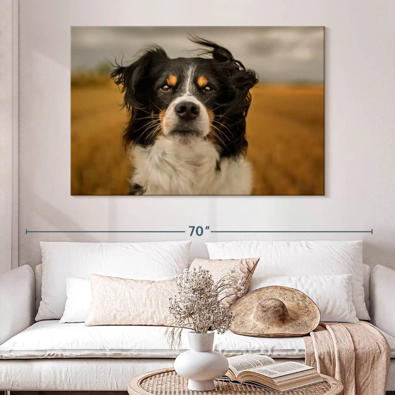 Brampt Expressive Border Collie, 34" H x 51" W