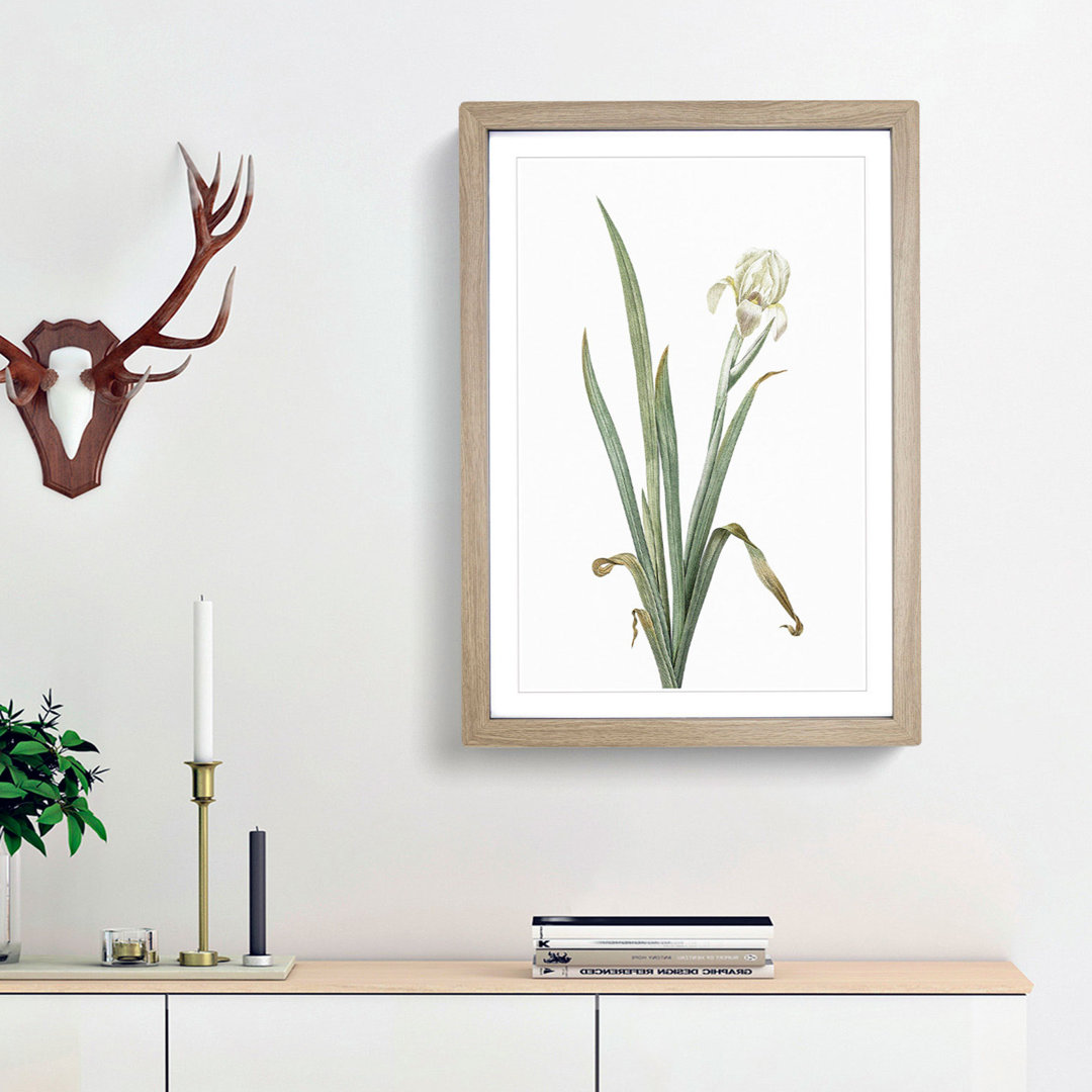Crimean Iris Flower by Pierre-Joseph Redoute - Framed Print