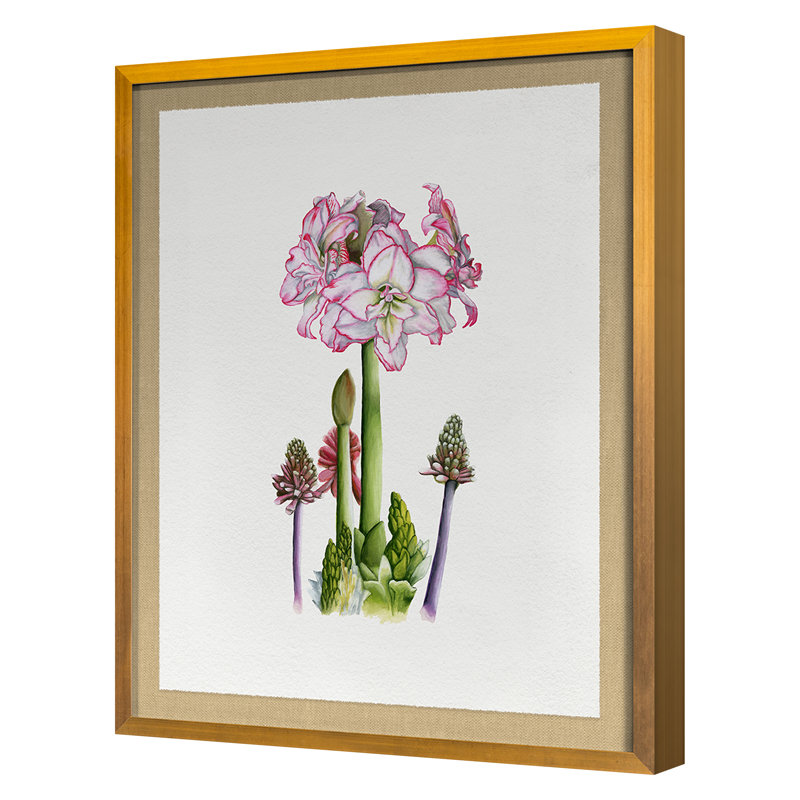 Amaryllis Print by Thicket Design, Gold Framed, 36" H x 28" W x 1.25" D