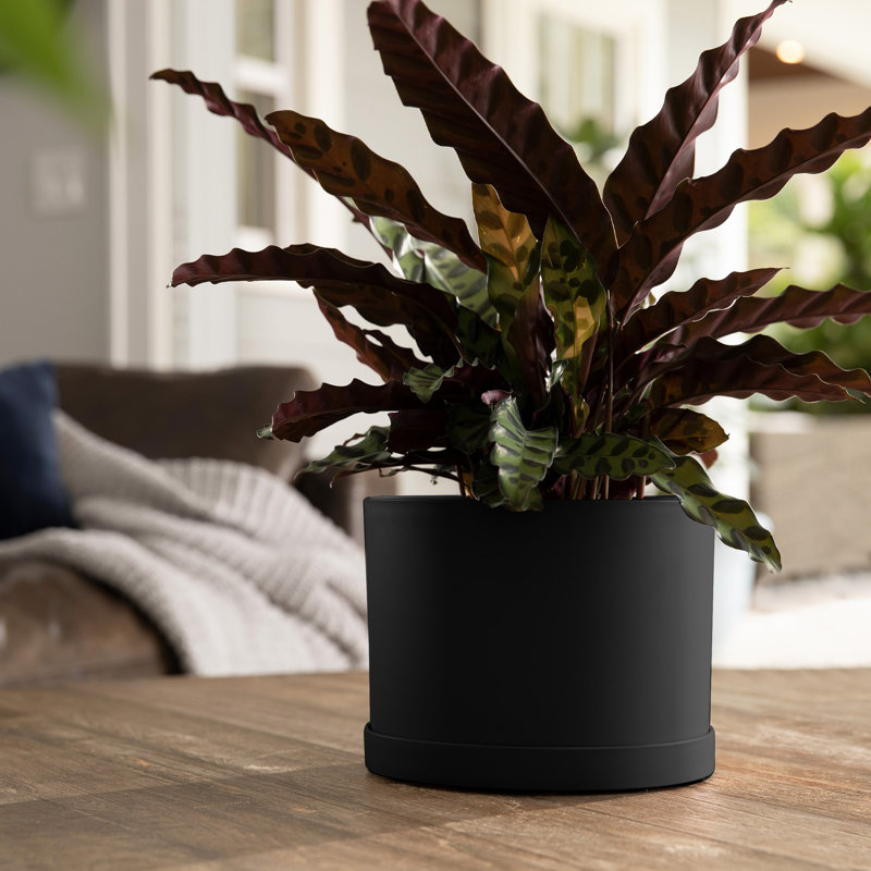 Pot à fleurs rond intérieur / extérieur en plastique moderne avec soucoupe, H 5,125 po x l 7 po x P 7 po, Noir