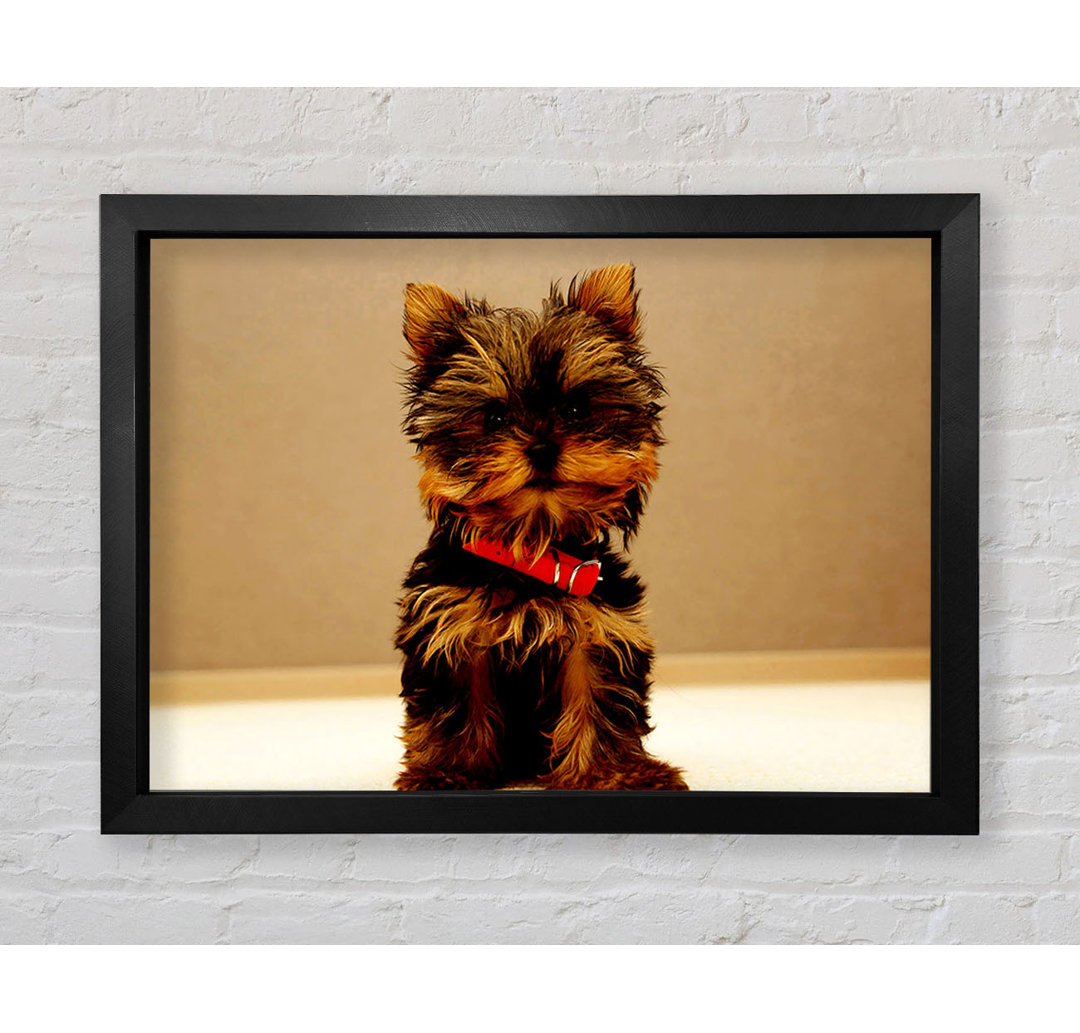 Yorkshire Terrier Welpe - Einzelner Bilderrahmen Kunstdrucke