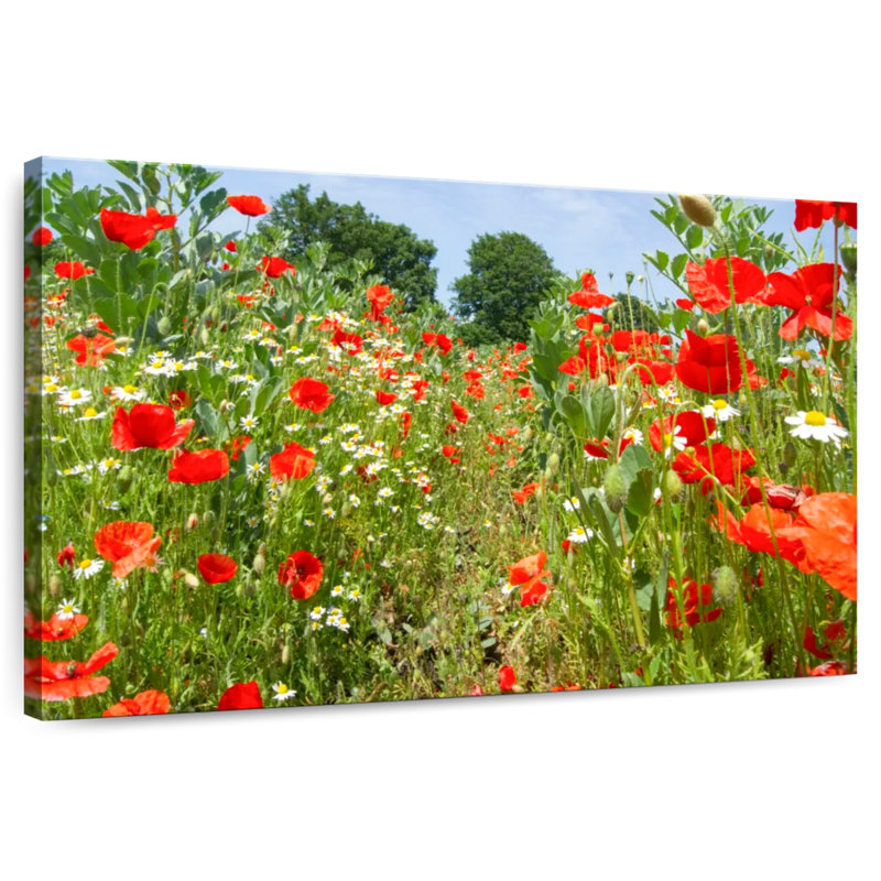 Coquelicots et marguerites Alvord, H 30 po x l 45 po