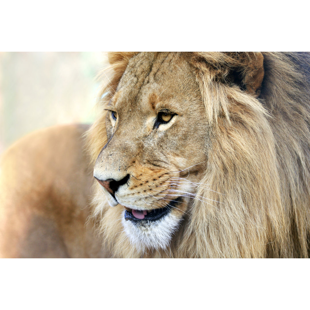 Leinwandbild Lion Smiling von Skynesher