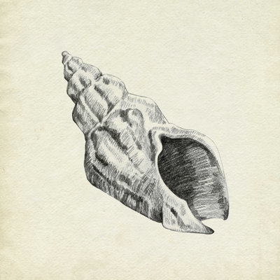Croquis de coquillage II