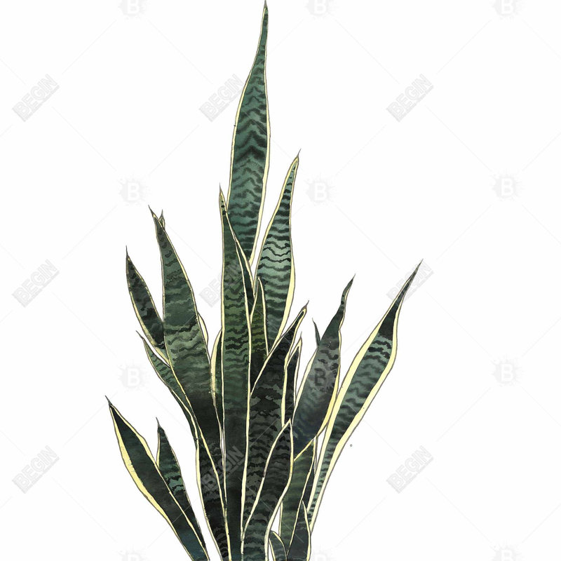 Snake Plant - Toile de salon exotique pour la décoration intérieure, H 36 po x l 36 po