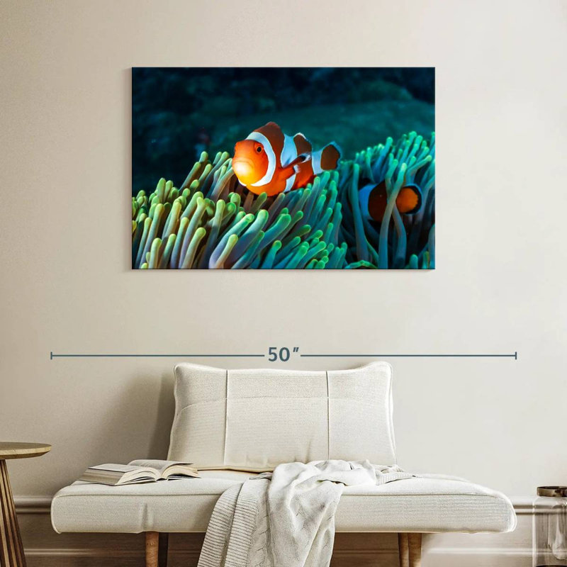 Brampt Frowning Clownfish, 26" H x 39" W