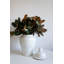 Handcrafted Ceramic Jar