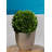 Boxwood Topiary